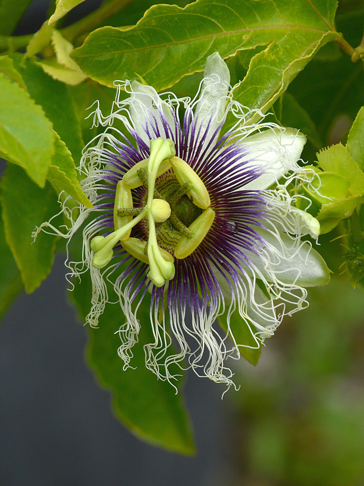 Passiflora2.jpg