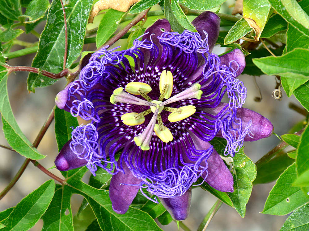 Passiflora2.jpg