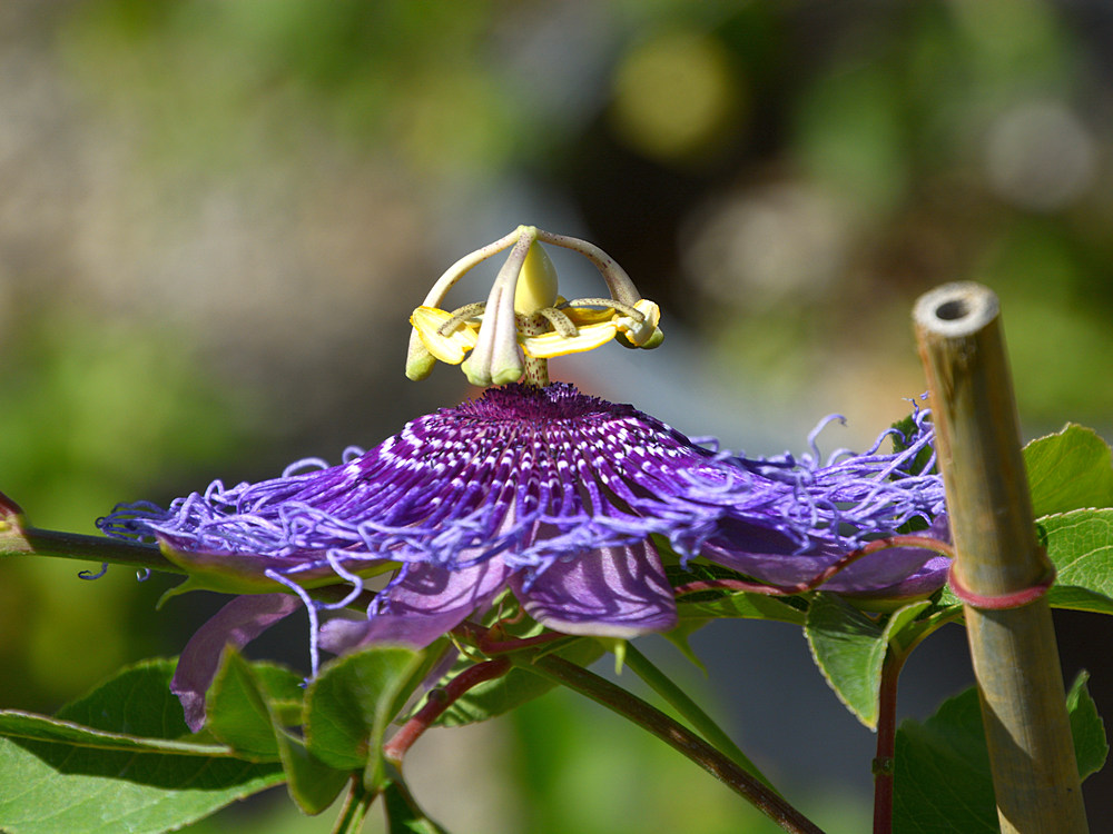 Passiflora2.jpg