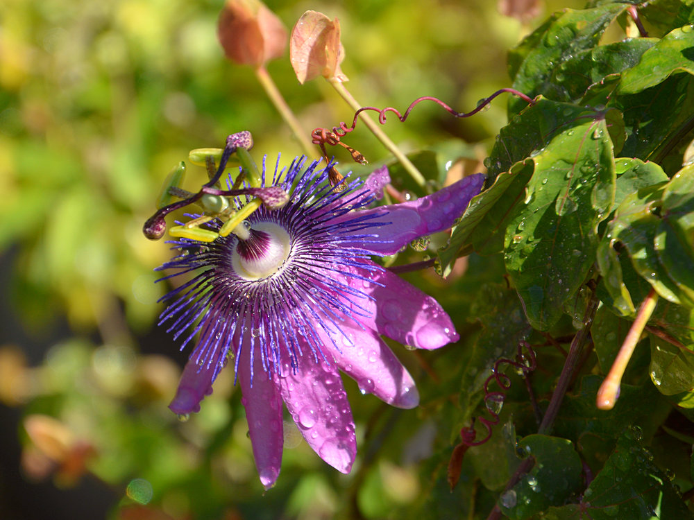 Passiflora2.jpg