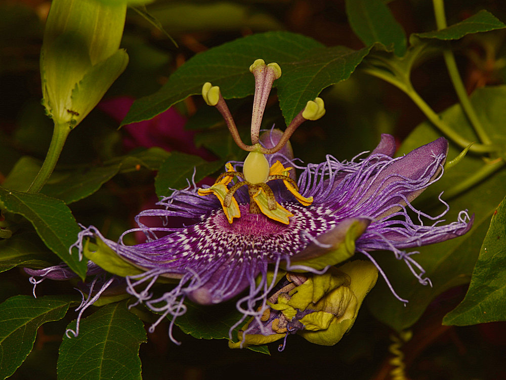 Passiflora2.jpg