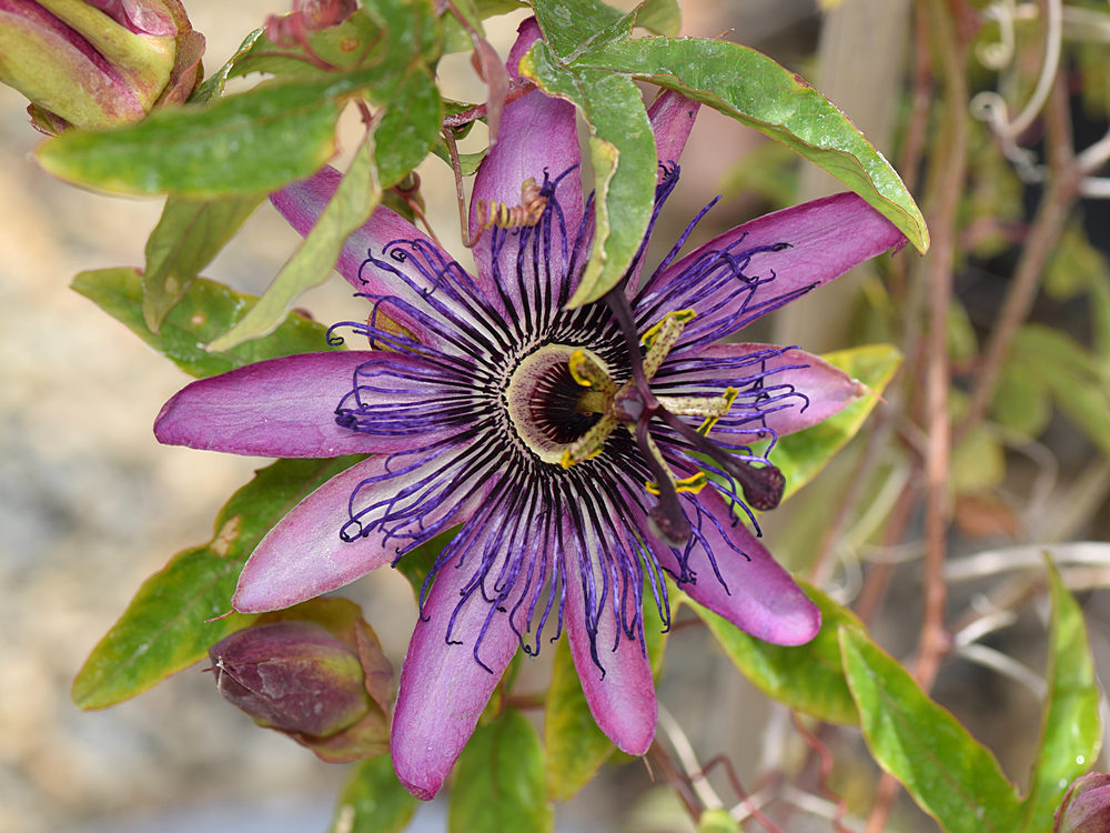 Passiflora2.jpg