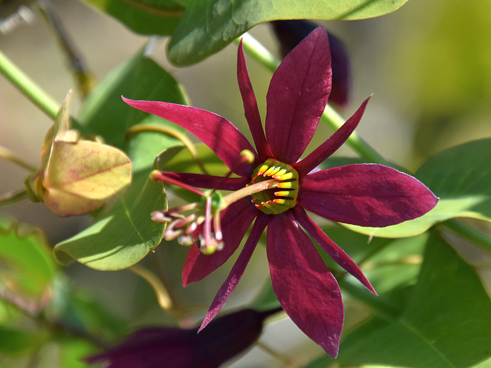 Passiflora2.jpg