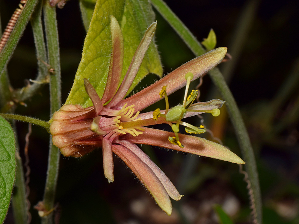 Passiflora2.jpg