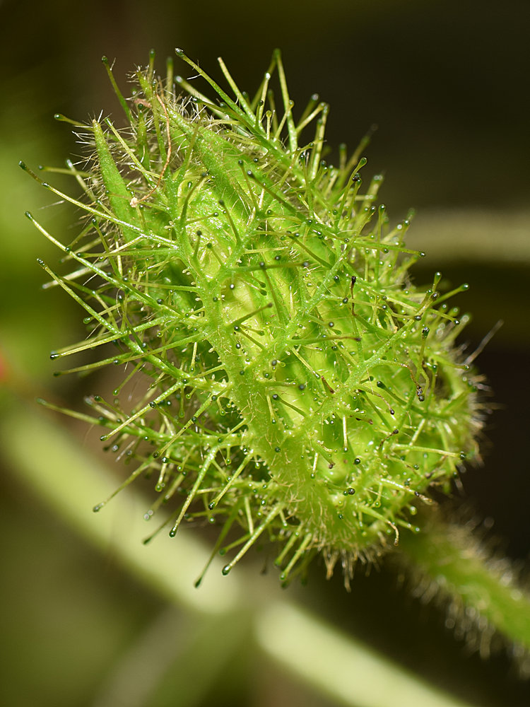 Passiflora2.jpg