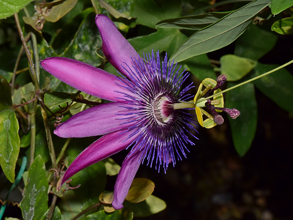 Passiflora2.jpg