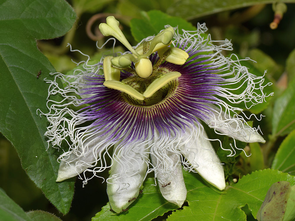 Passiflora2.jpg