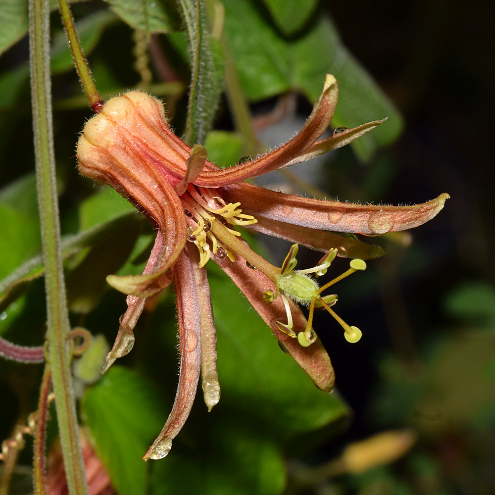 Passiflora2.jpg