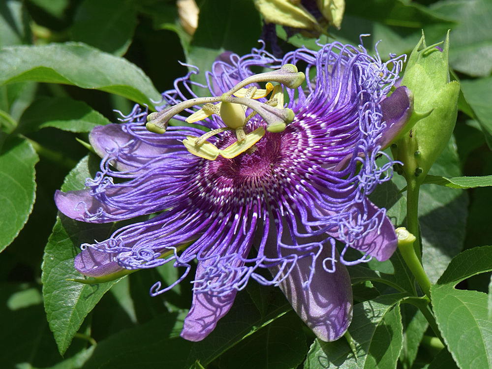 Passiflora2.jpg