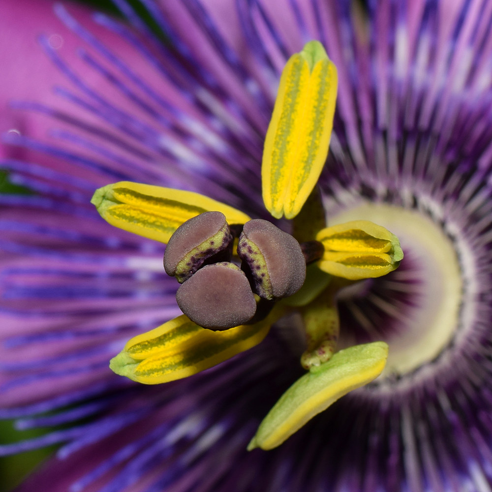 Passiflora2.jpg