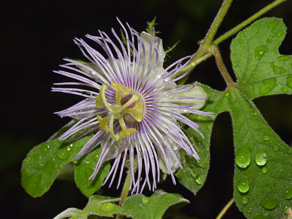 Passiflora2.jpg
