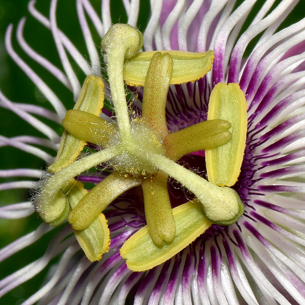 Passiflora2.jpg