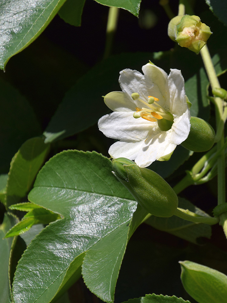 Passiflora2.jpg