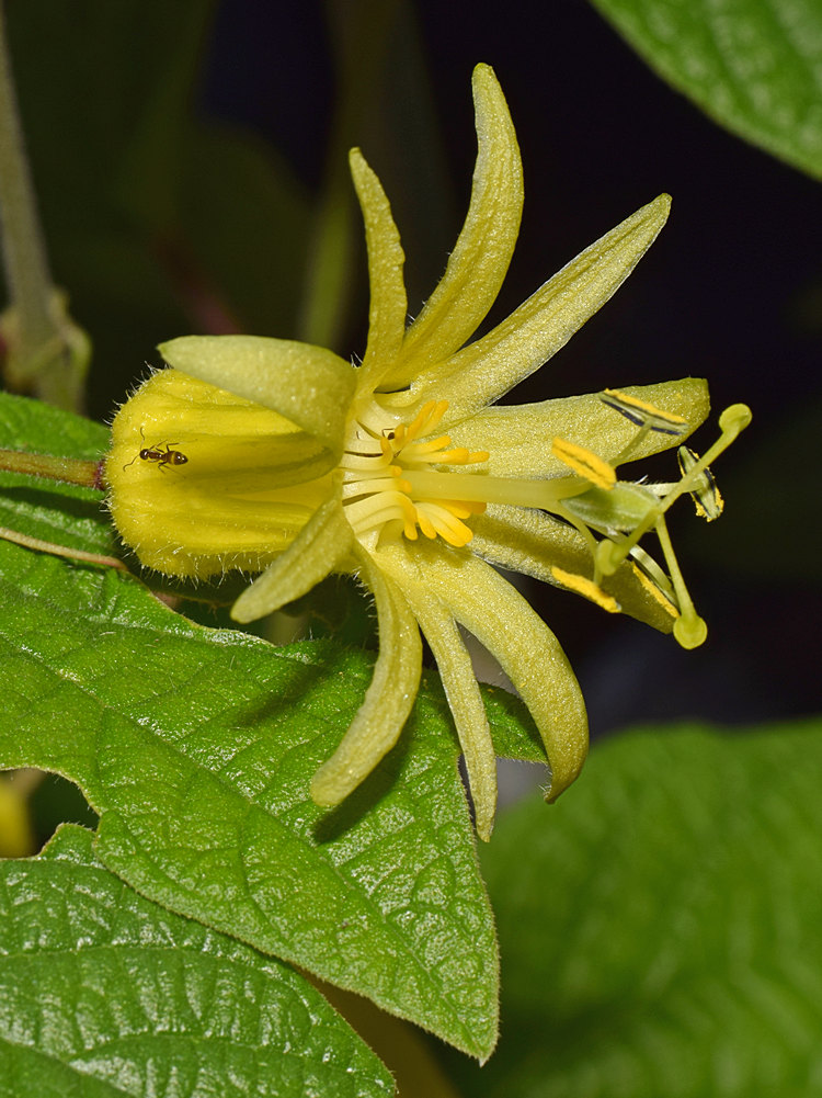 Passiflora2.jpg