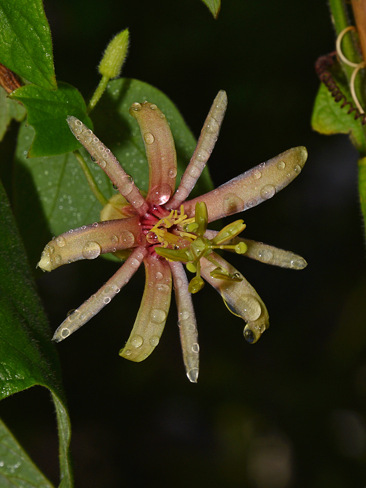 Passiflora2.jpg