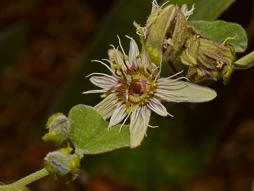 Passiflora2.jpg