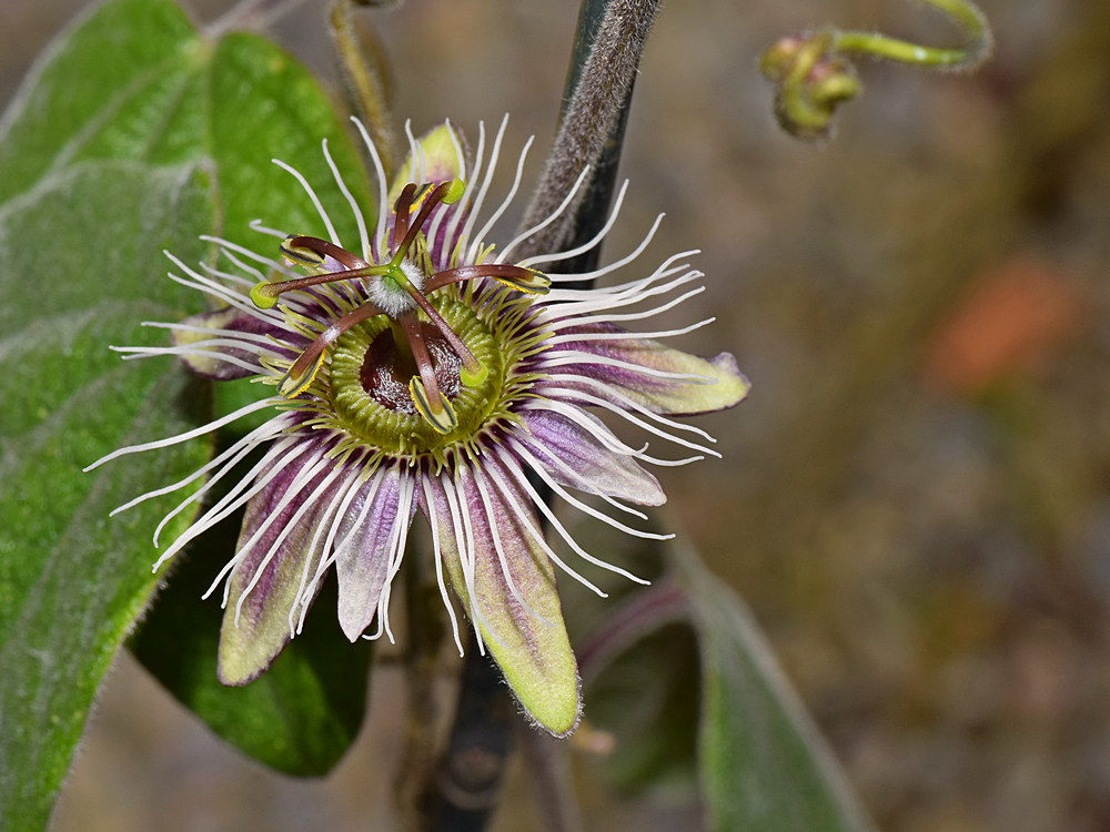 Passiflora2.jpg
