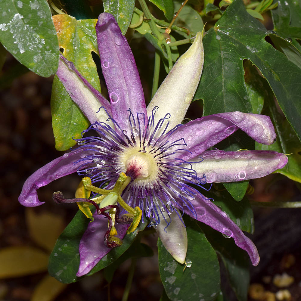 Passiflora2.jpg