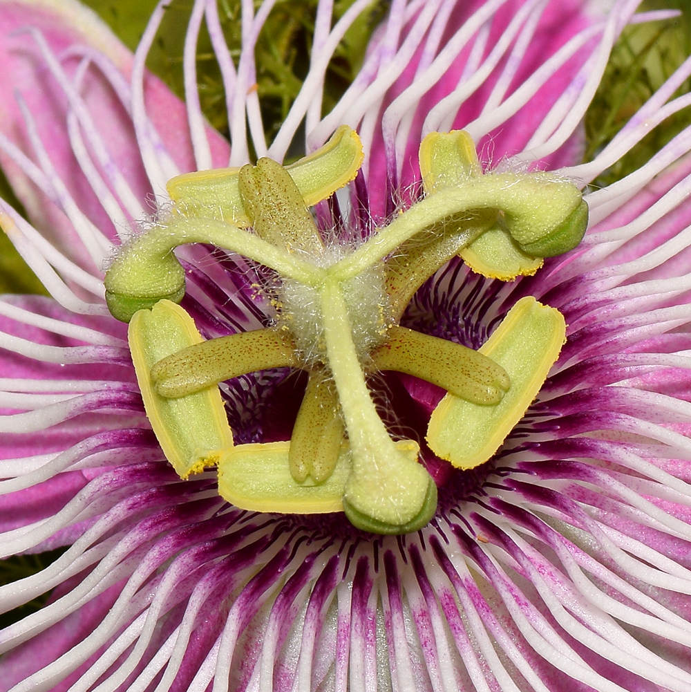 Passiflora2.jpg