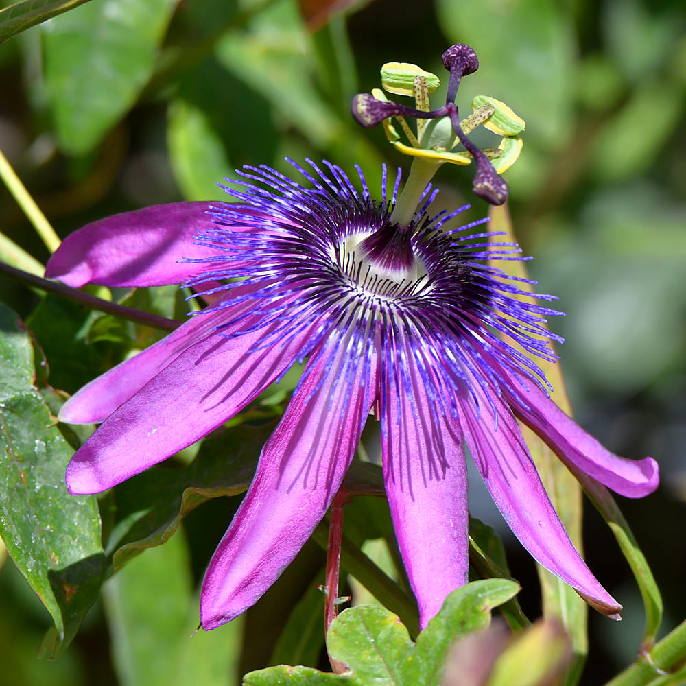 Passiflora2.jpg