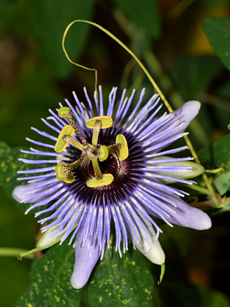 Passiflora2.jpg