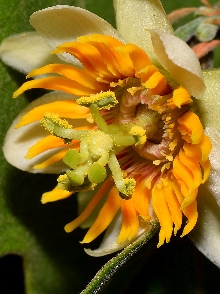 Passiflora2.jpg