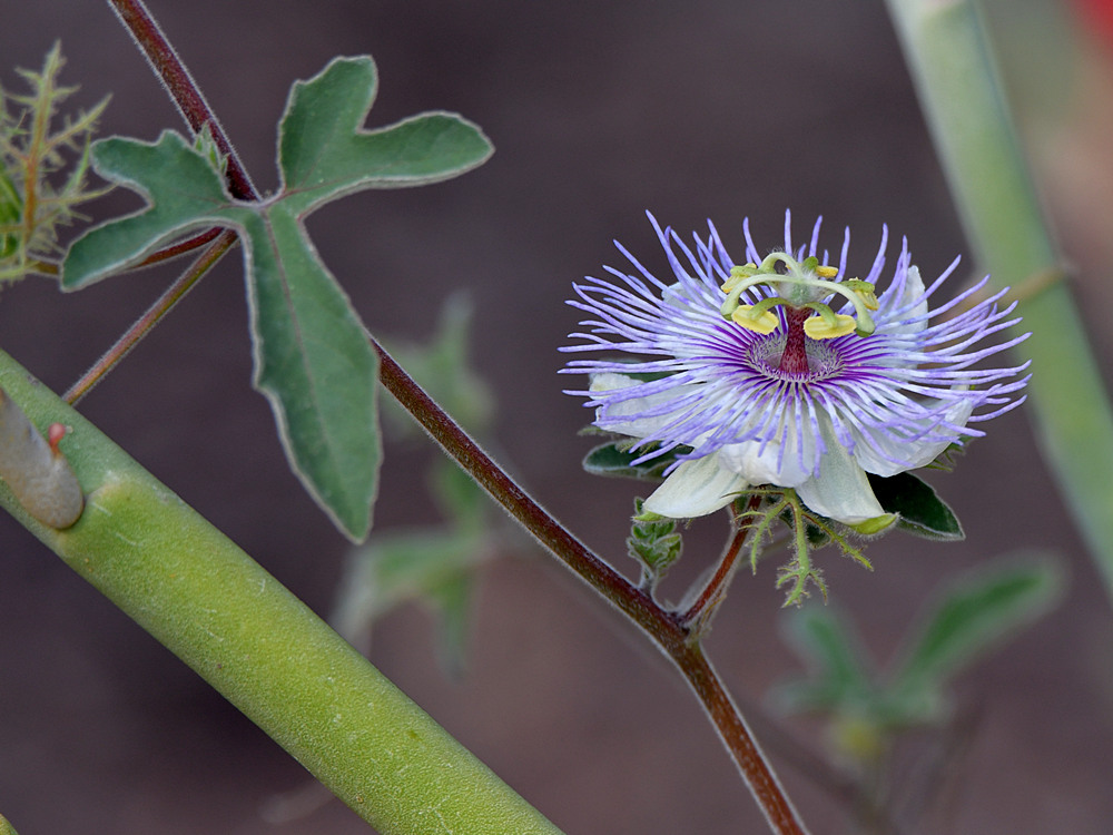 Passiflora2.jpg