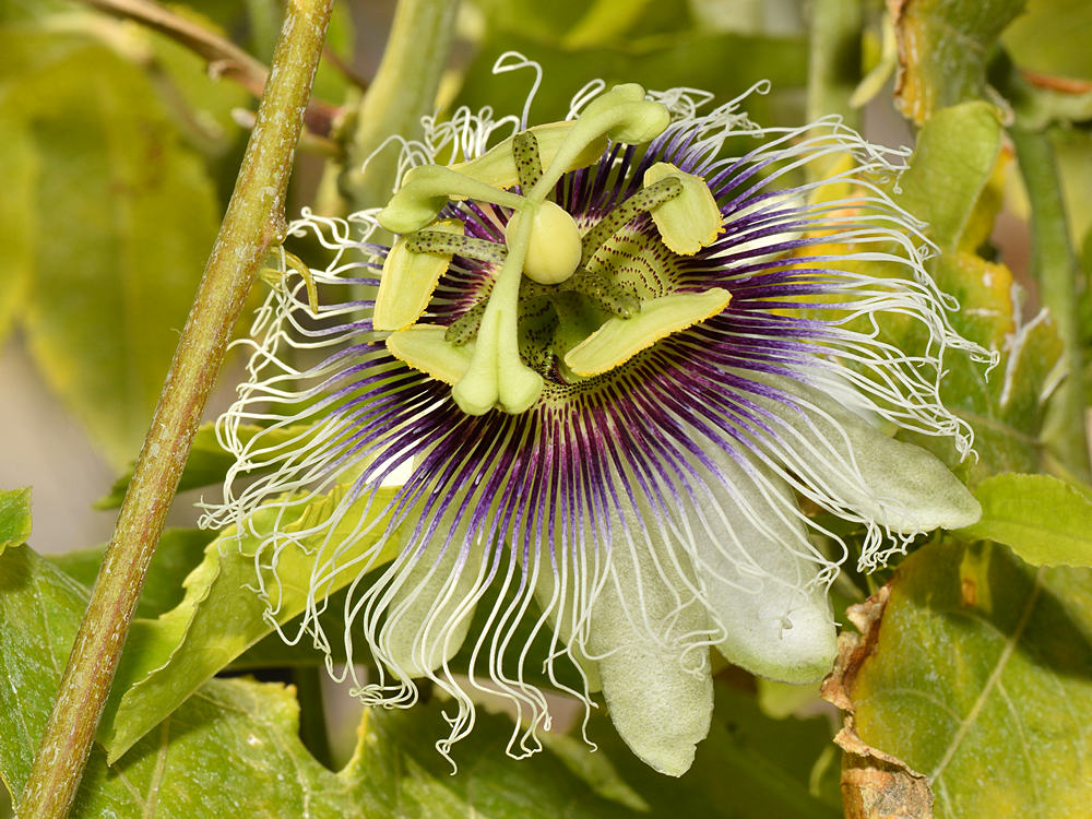Passiflora2.jpg