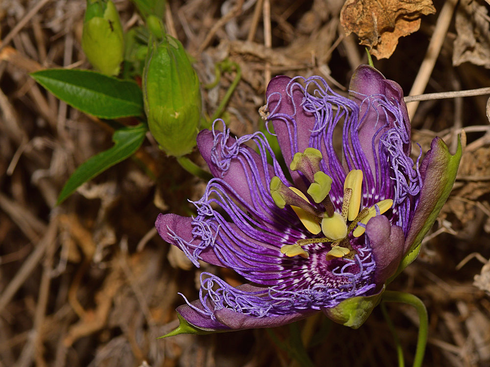 Passiflora2.jpg