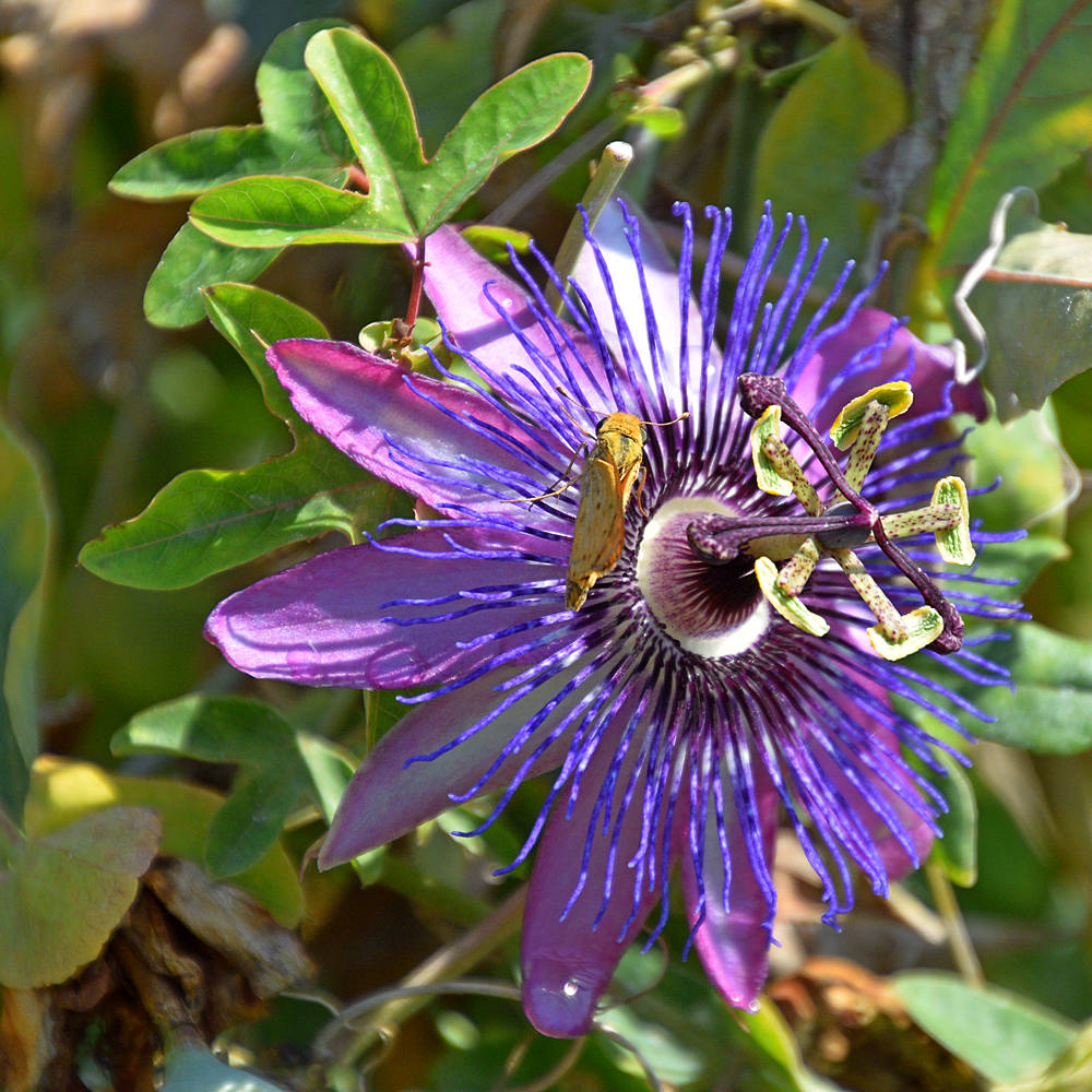 Passiflora2.jpg