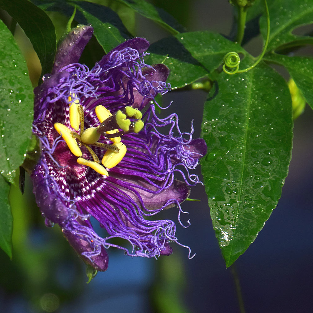 Passiflora2.jpg