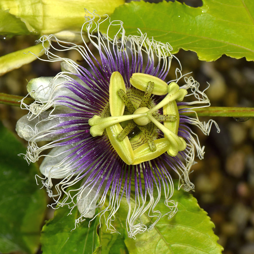 Passiflora2.jpg