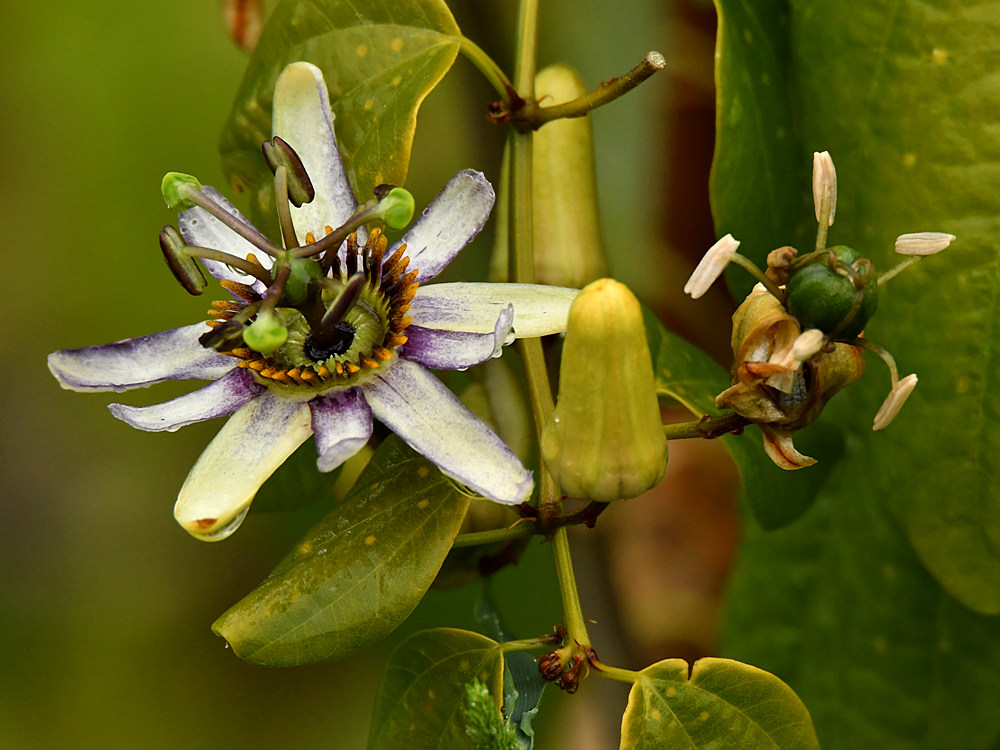 Passiflora2.jpg