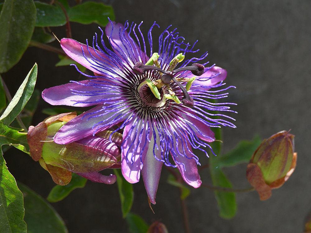 Passiflora2.jpg
