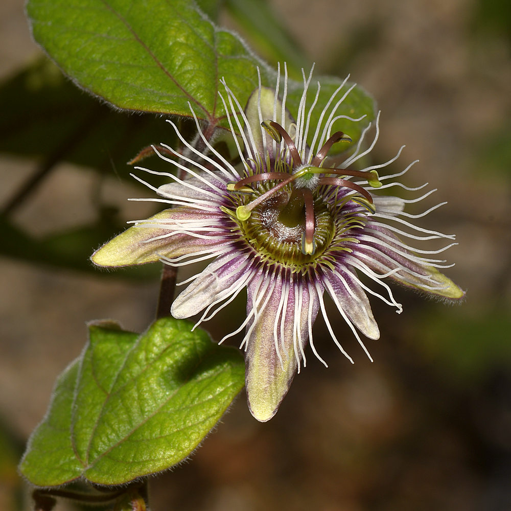 Passiflora2.jpg