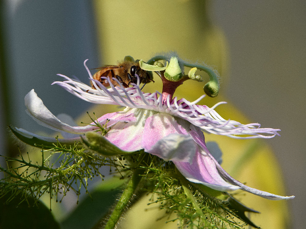 Passiflora2.jpg
