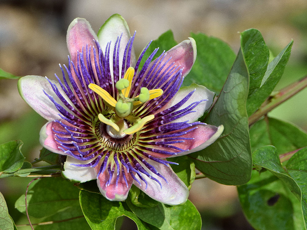 Passiflora2.jpg