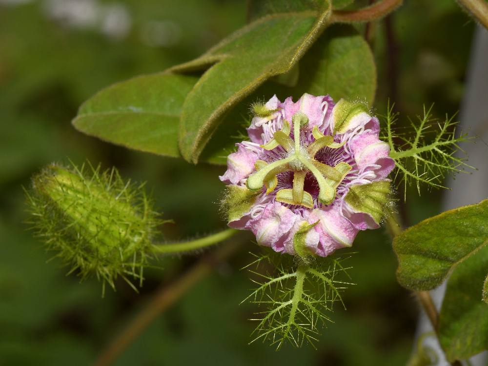 Passiflora2.jpg