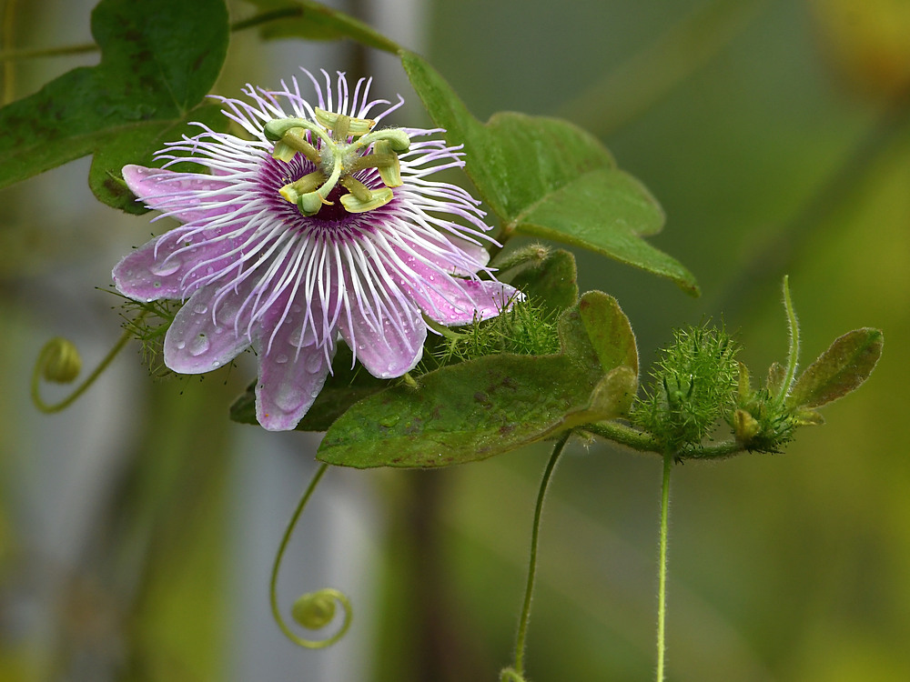 Passiflora2.jpg