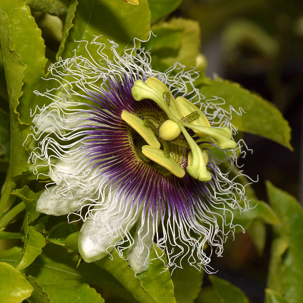 Passiflora2.jpg