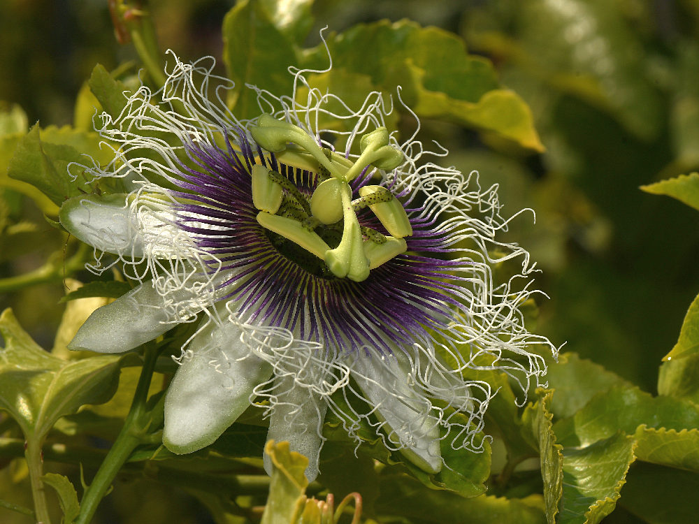 Passiflora2.jpg