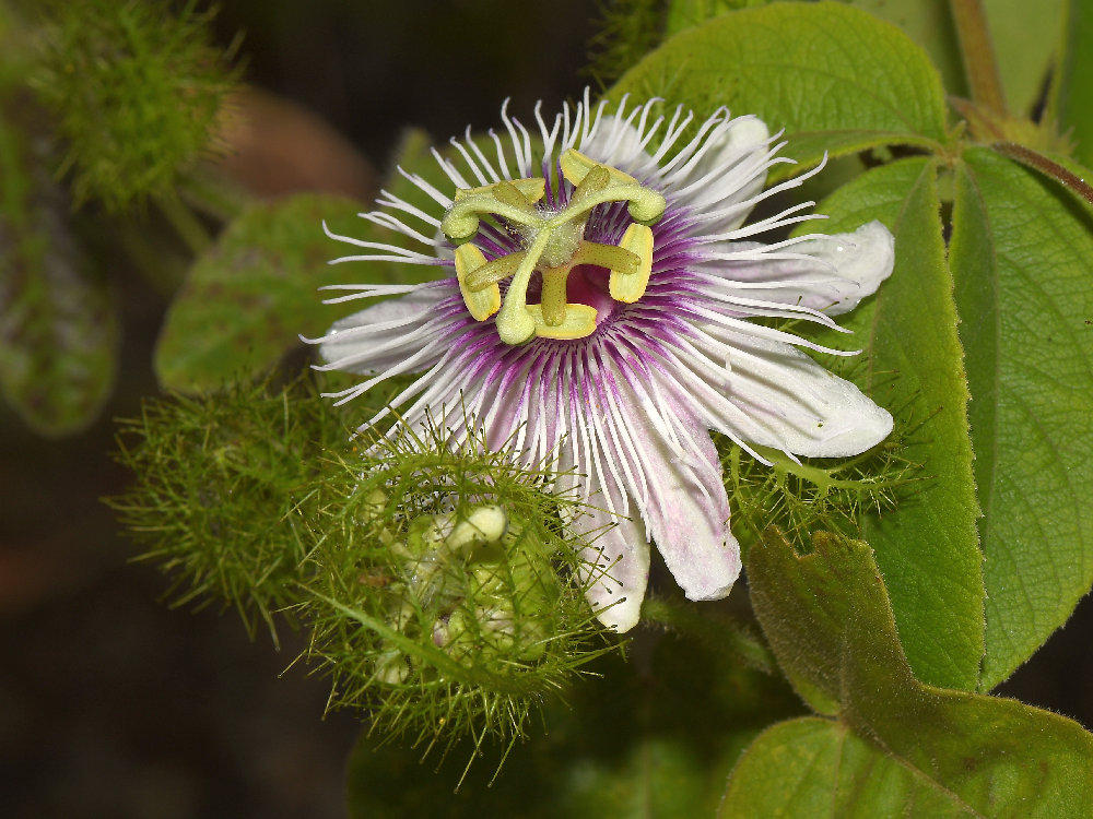 Passiflora2.jpg