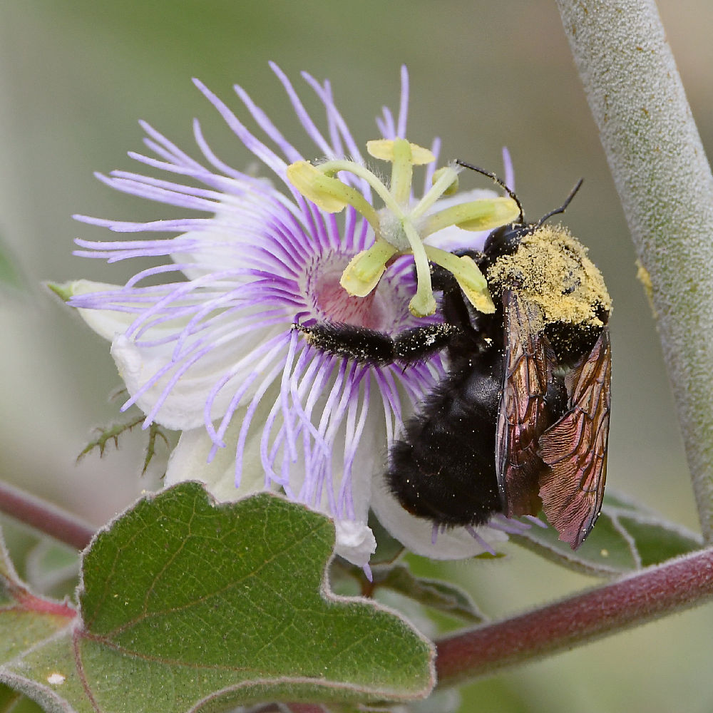 Passiflora2.jpg