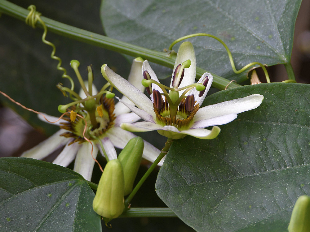 Passiflora2.jpg