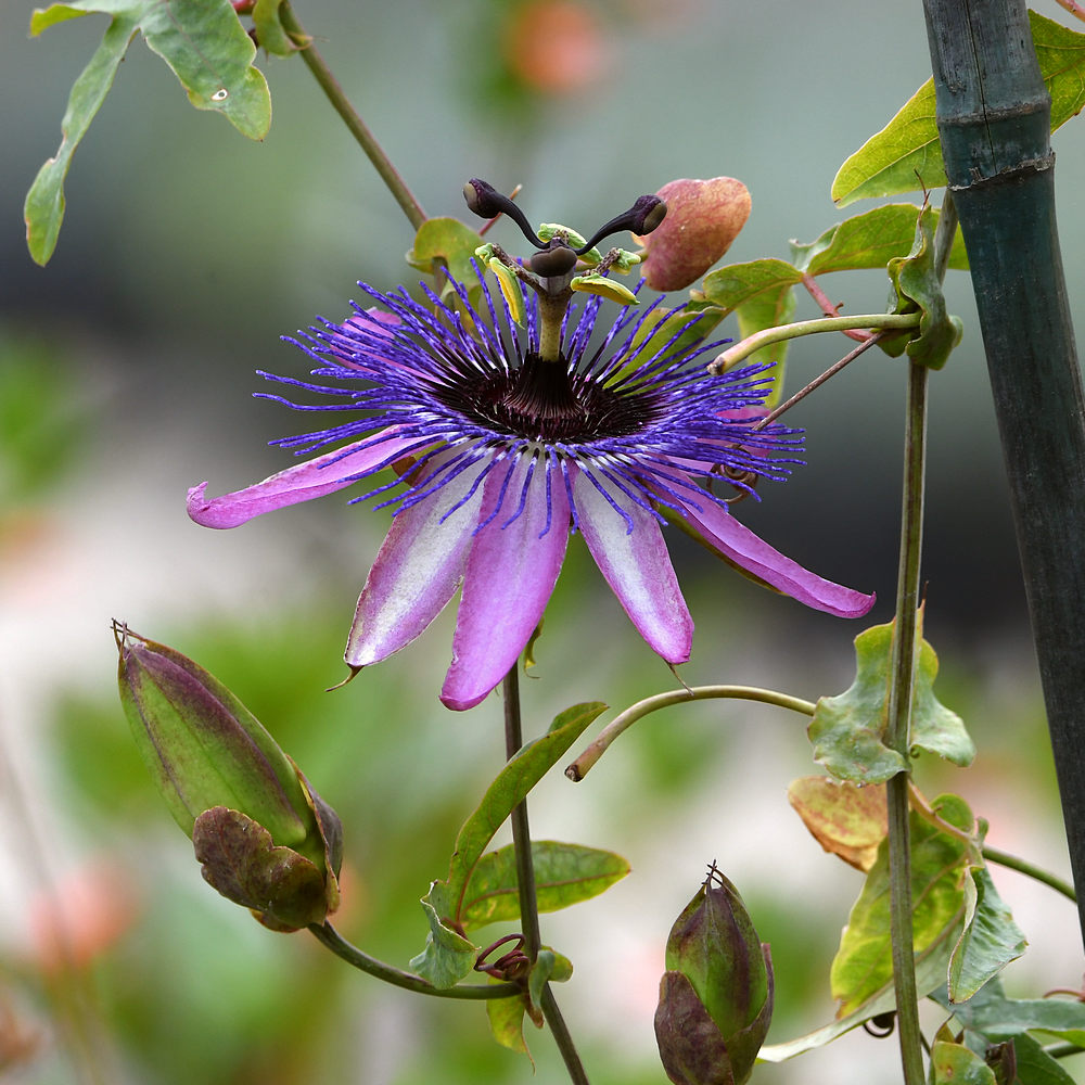 Passiflora2.jpg