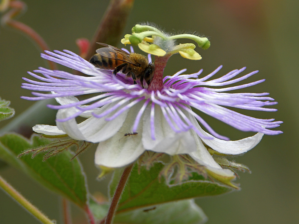 Passiflora2.jpg