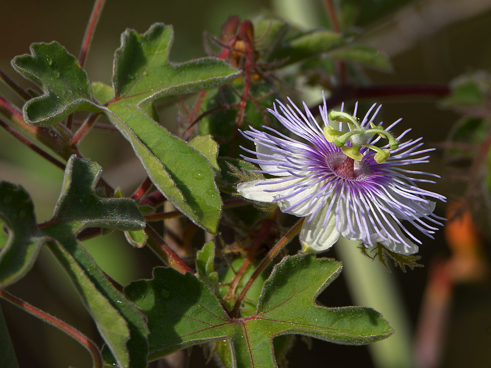 Passiflora2.jpg
