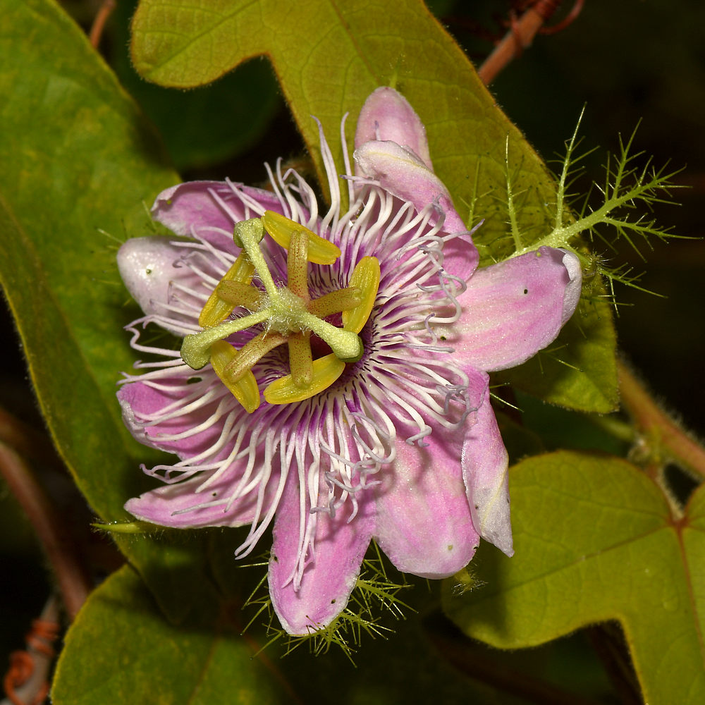 Passiflora2.jpg