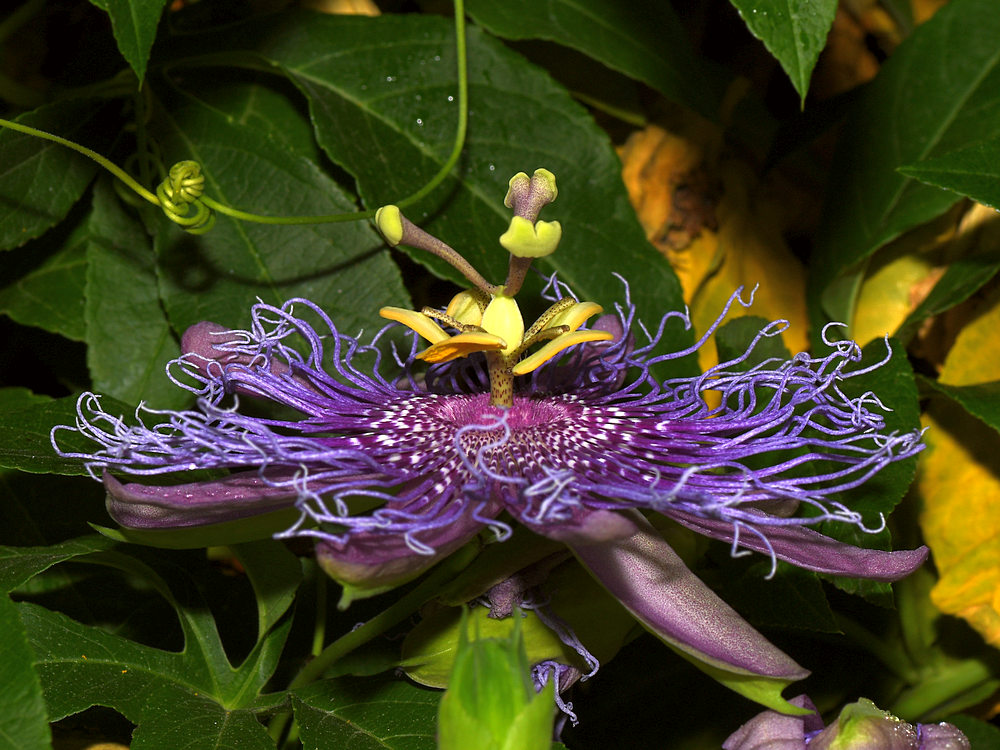Passiflora2.jpg