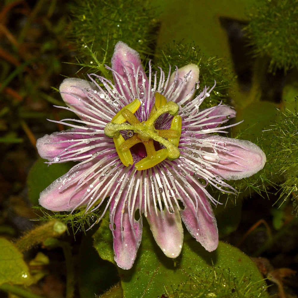 Passiflora2.jpg